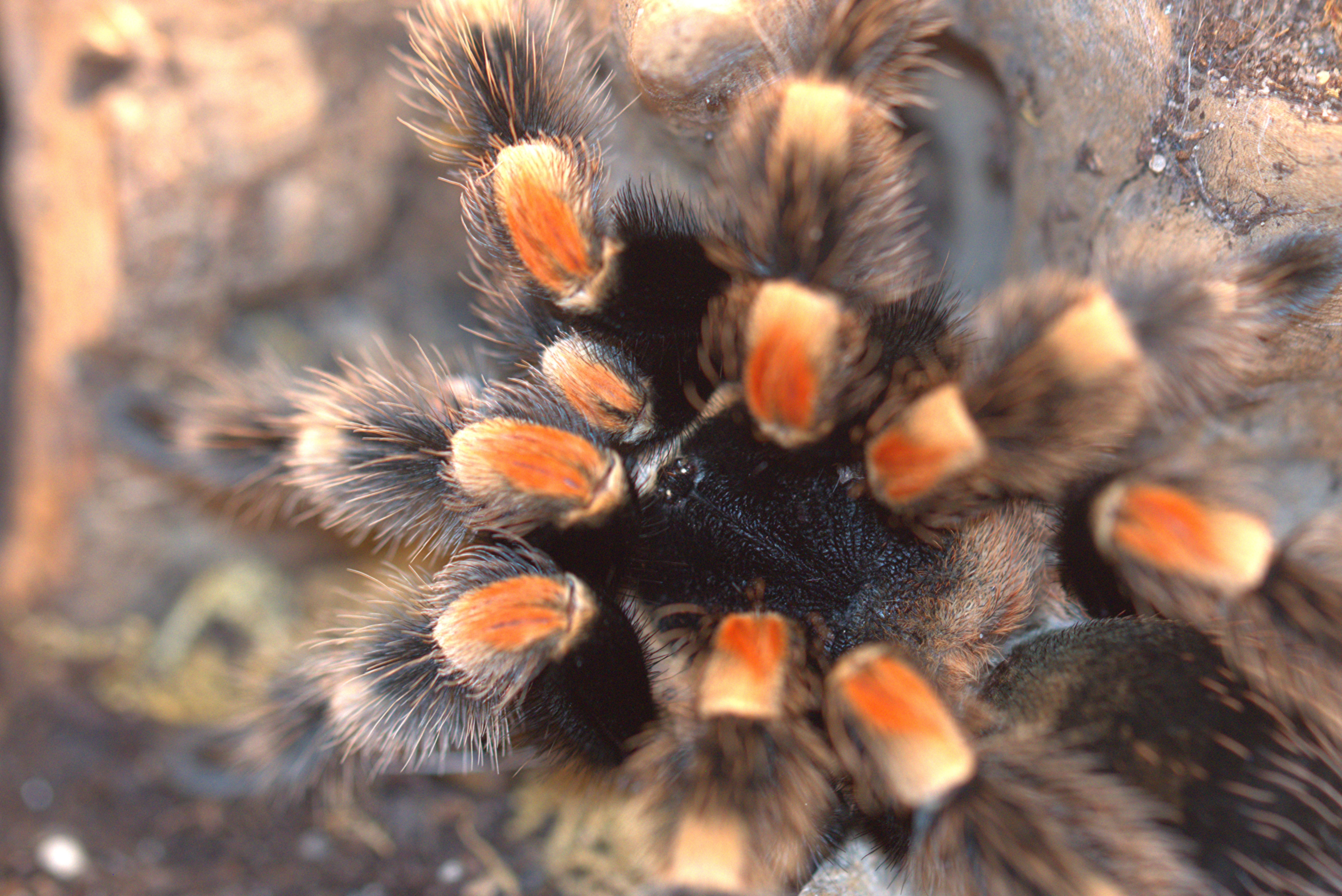 Brachypelma hamorii