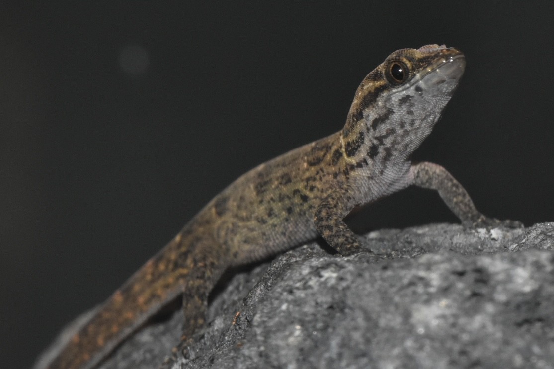 Gonatodes antillensis