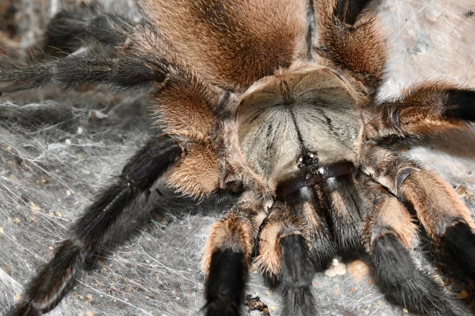 Monocentropus balfouri