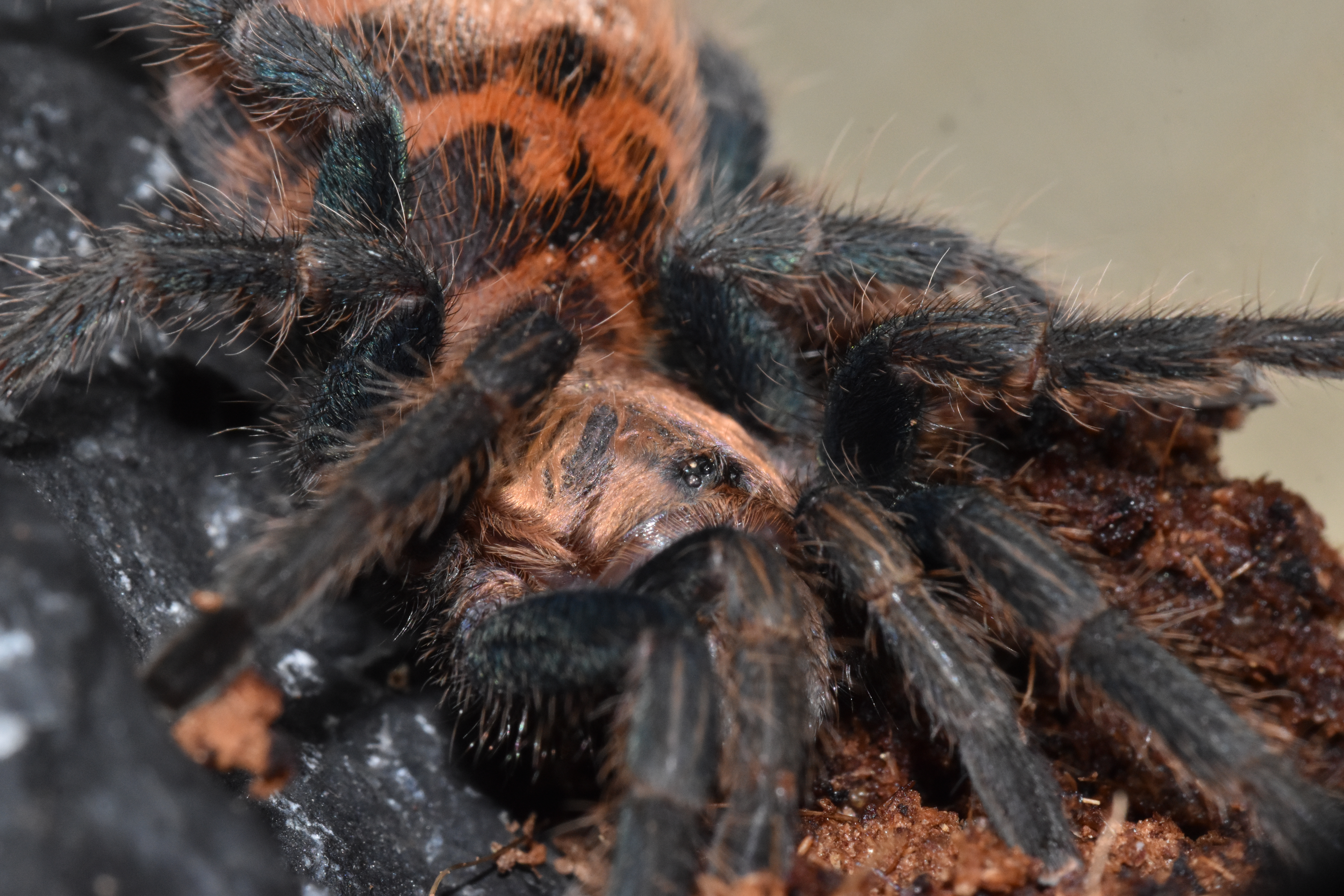 Chromatopelma cyaneopubescens