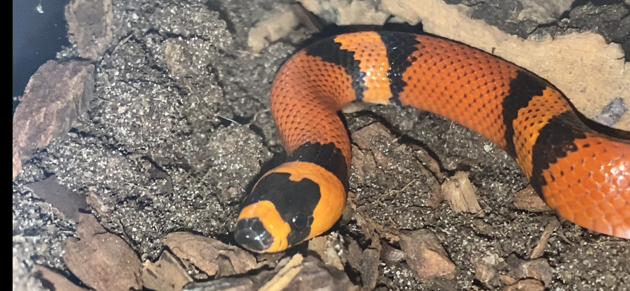 Lampropeltis triangulum hondurensis